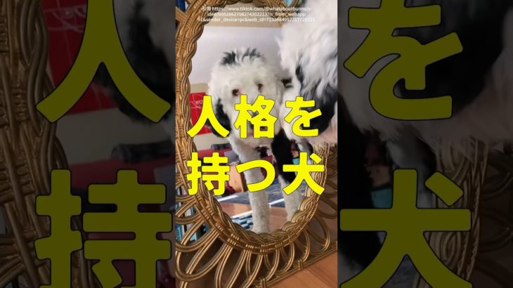 【人格を持った犬の末路】 #shorts #雑学 #衝撃 #ペット #犬