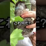 【きゅうり】　#ペットボトル栽培 #shorts #きゅうり #家庭菜園