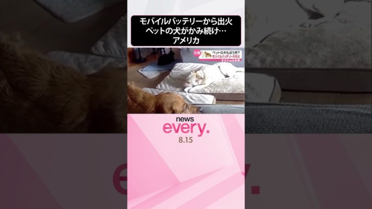 【まさか】モバイルバッテリーから出火　ペットの犬がかみ続け…　アメリカ  #shorts