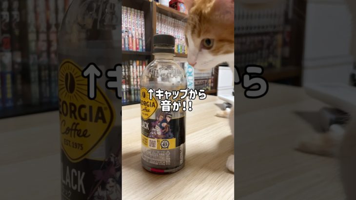 飼い主が魔法をかけたペットボトルを怪しむ子猫#shorts