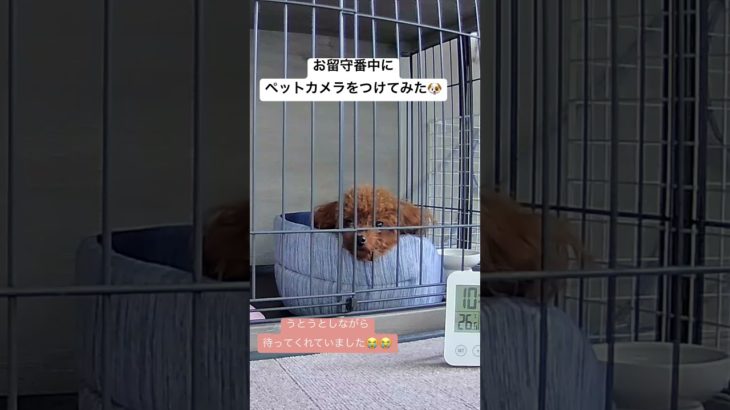 お留守番中のペットカメラをみたら #shortsfeed #shortvideo #shost #shorts #short #subscribe #ペットカメラ #dog #トイプードル #犬