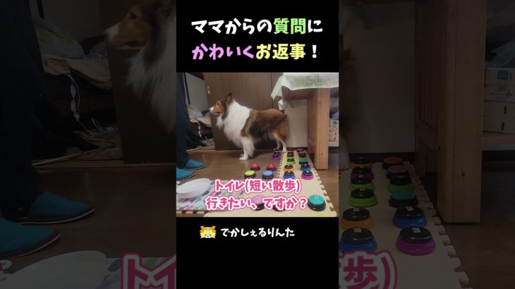 ママからの質問にかわいくお返事！【会話ボタンでしゃべる犬】 #shots #dog