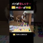 パパが恋しくて…シェルティの想いが炸裂【会話ボタンでしゃべる犬】 #shots #dog