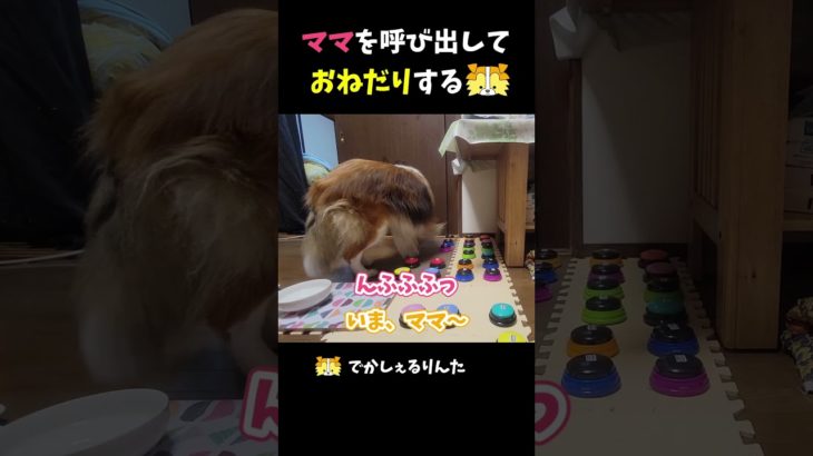 ママを呼び出しておねだりするシェルティ【会話ボタンでしゃべる犬】 #shots #dog