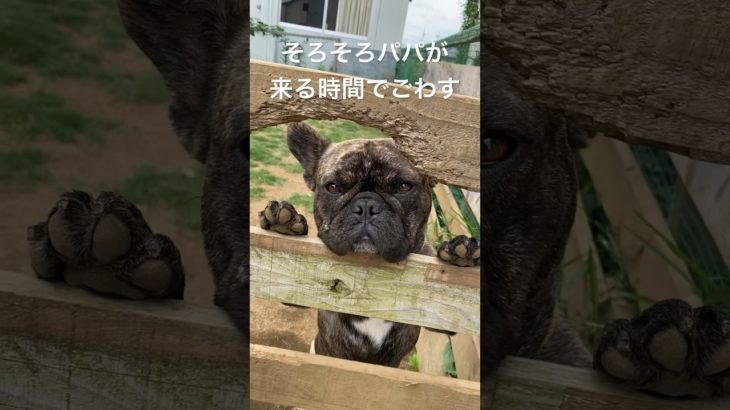 もうすぐ遊んでもらえるでごわす！#ペット #いぬ #犬 #フレンチブルドッグ #フレブル #可愛い #かわいい #可愛い #子供 #多頭飼い