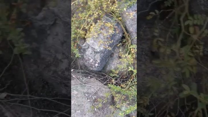 フィッシャーズが来た世界一のモンキーバー