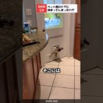 ペット用のドアに挟まってしまったパグ