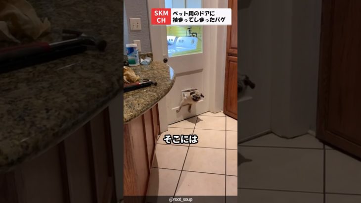 ペット用のドアに挟まってしまったパグ
