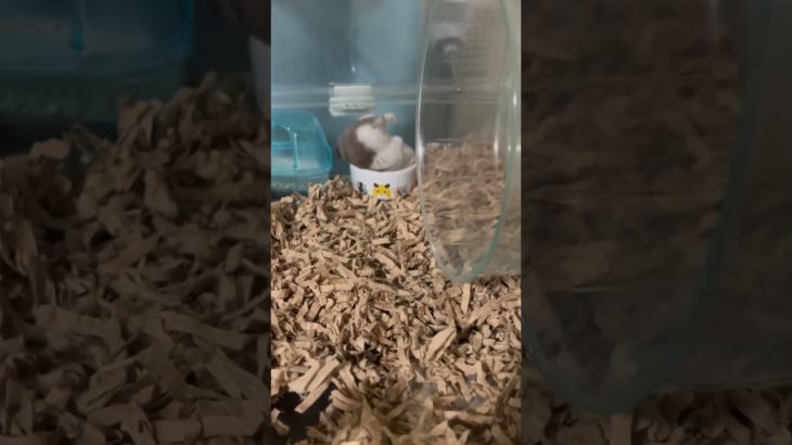 逆立ちをするハムスターが可愛い【ててらぼペット部】