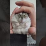 静かになでられるハムスターが可愛い【ててらぼペット部】