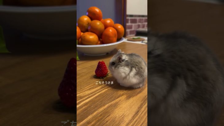 苺を食べるハムスターが可愛い【ててらぼペット部】