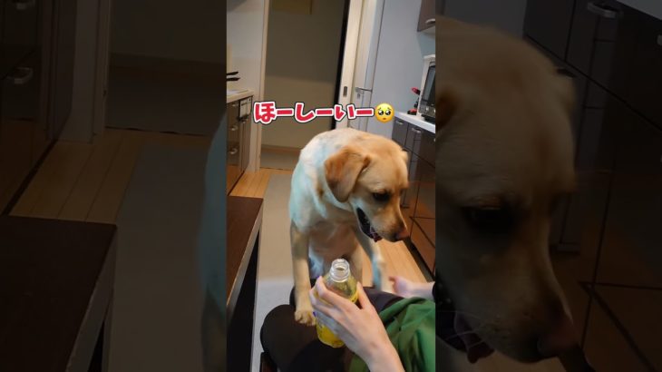 ペットボトルハンター #犬 #犬のいる暮らし #ラブラドールレトリバー