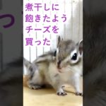 しまりす「ポン吉」最近煮干しをあまり食べなくなったのでチーズを購入してみました！！