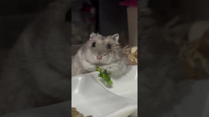 ぼーっとしてるハムスターが可愛い【ててらぼペット部】