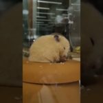 眠くて限界なハムスターが可愛い【ててらぼペット部】