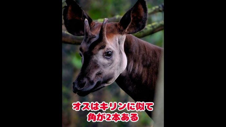#オカピの雑学#オカピ#雑学#動物雑学#ペット雑学