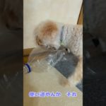 大事なペットボトルを破壊する犬