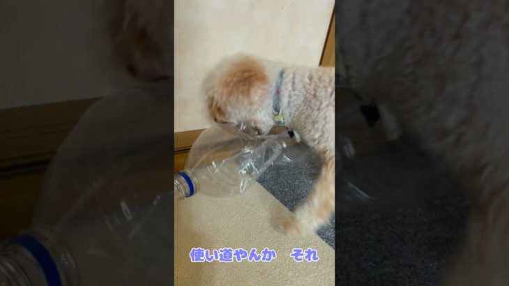 大事なペットボトルを破壊する犬