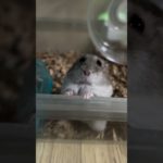 目で訴えてくるハムスターが可愛い【ててらぼペット部】