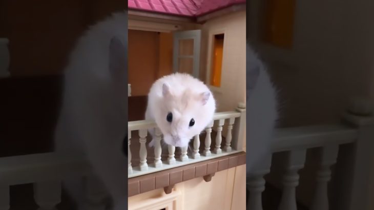 お出迎えをするハムスターが可愛い【ててらぼペット部】