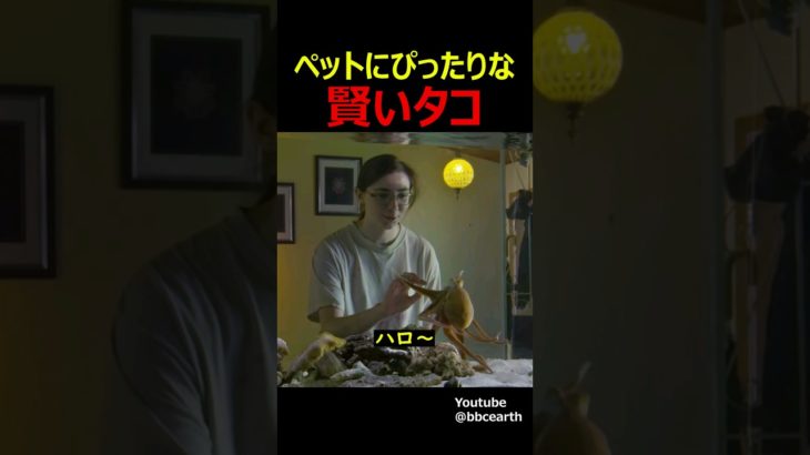 ペットにぴったりな賢いタコ