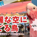 【ペット連れ旅行】オウムの夏休み！新潟で海も山も川も満喫【おしゃべりモモイロインコの春ちゃん】