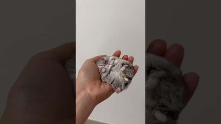 だら〜んとしてるハムスターが可愛い【ててらぼペット部】