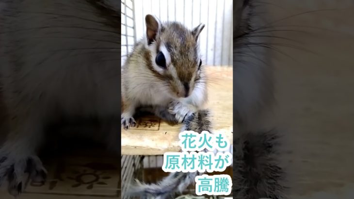 しまりす「ポン吉」継続困難！！花火も原材料が高騰しているらしい！！いつまで花火大会は存続できるのか？！