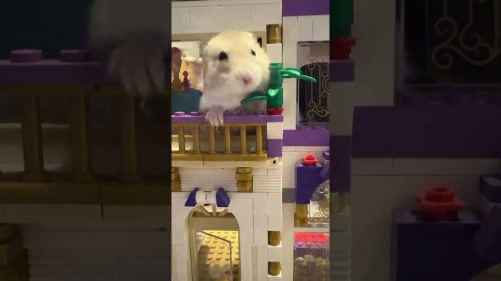 テーマパークで遊ぶハムスターが可愛い【ててらぼペット部】