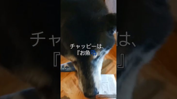 お出迎えチャレンジ✨　#黒柴#柴犬#犬#愛犬#ペット#南紀白浜#保護犬#どらごんワンコの会#里親#仔犬#譲渡犬#志村けん