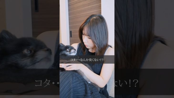 【 ドラマ 】 ペットお風呂 の頻度ってどのくらい？ ペットシャンプー ってどれが良いの？〔 犬 ペット しつけ 〕