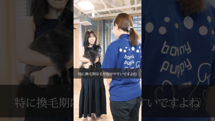 【 ドラマ 】 ペットの抜け毛 どうしてる？ 換毛期 の過ごし方は？〔 犬 ペット しつけ 〕