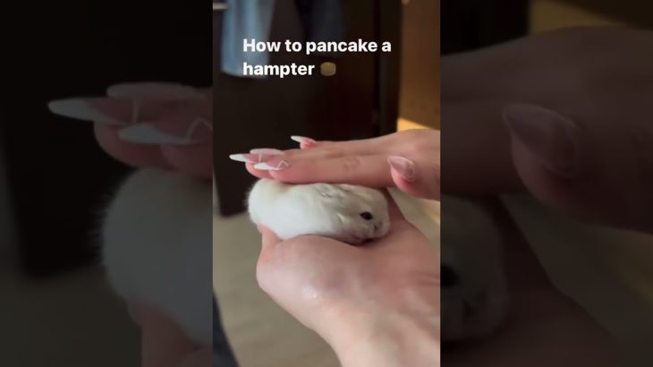 ぺったんこなハムスターが可愛い【ててらぼペット部】
