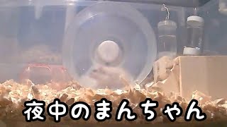 ハムスターの様子をペットカメラで確認したらすごかった