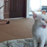 えっ！子猫のお留守番をペットカメラで確認したらビックリ😭