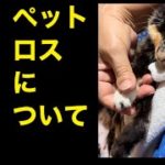 ちと重いお話。。ペットロスについて