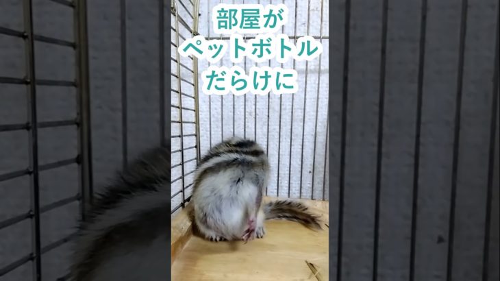 しまりす「ポン吉」困惑！！みなさんの部屋はすぐにペットボトルの海になりませんか？！