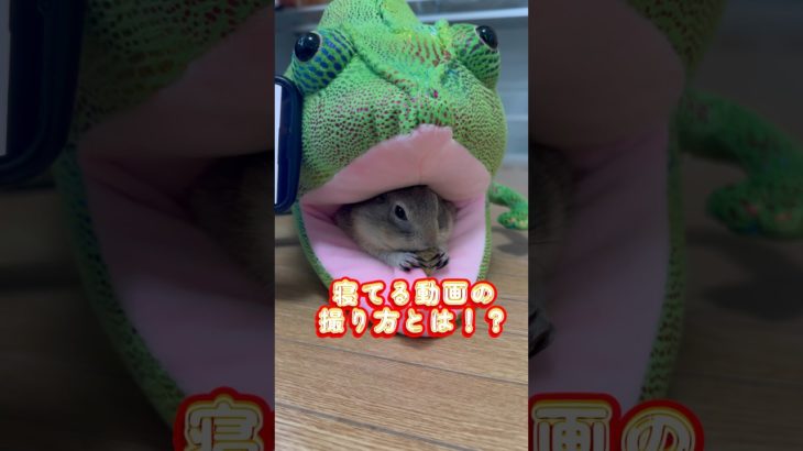 寝てるペットの撮り方とは⁉️ #癒し #ペット #動物 #リチャードソンジリス #ピー助