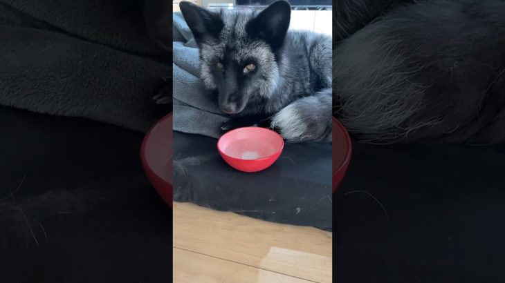 ペット狐に炭酸水を与える