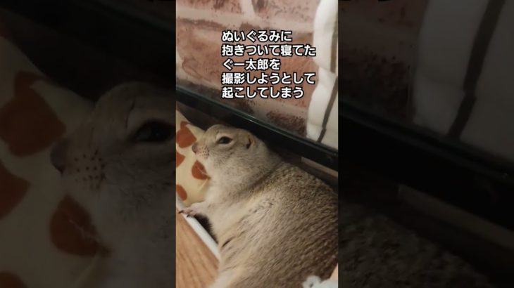 ぬいぐるみとぐー太郎　#リチャードソンジリス #ペット #リス #かわいい