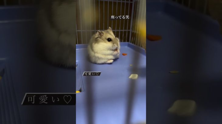 どしっと座るハムスターが可愛い【ててらぼペット部】