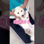 捕まってます。 #ペット動画 #柴犬 #旅柴ちゃんねる #柴犬のいる生活 #丸柴 #キャンピングカー #可愛い #豆柴の大群 #愛犬 #白柴