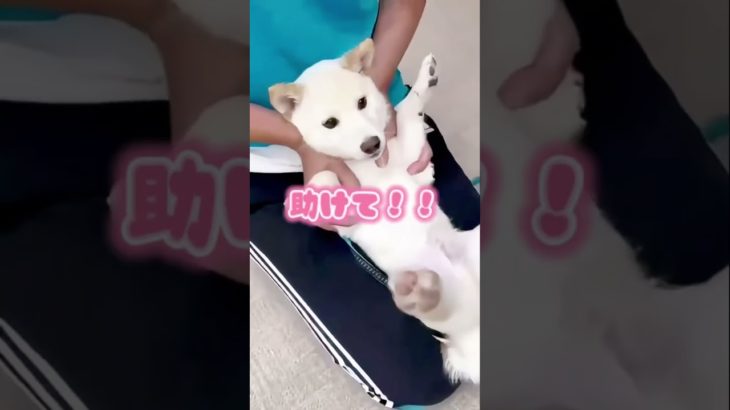 捕まってます。 #ペット動画 #柴犬 #旅柴ちゃんねる #柴犬のいる生活 #丸柴 #キャンピングカー #可愛い #豆柴の大群 #愛犬 #白柴