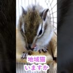 しまりす「ポン吉」近所に地域猫いますか？！うちのハイツには耳にパンチの入った猫が数匹いますよ！！