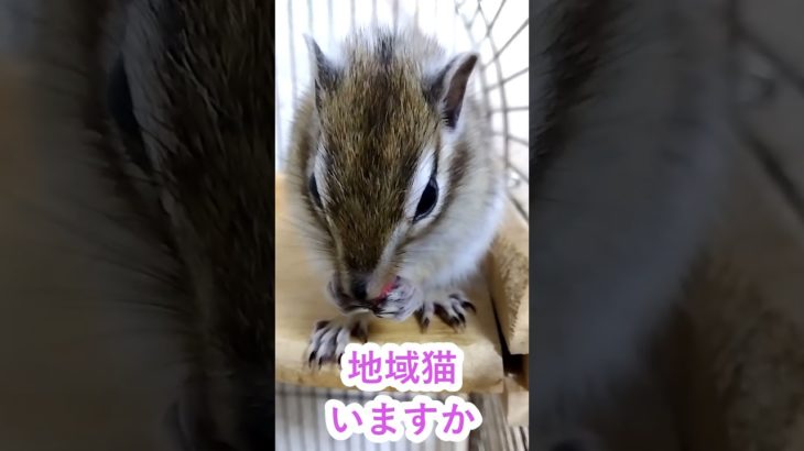 しまりす「ポン吉」近所に地域猫いますか？！うちのハイツには耳にパンチの入った猫が数匹いますよ！！