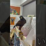ご飯が待ち切れない鷹が可愛いすぎるwwwww #癒し #ペット #かわいい #ハリスホーク#鷹#猛禽類