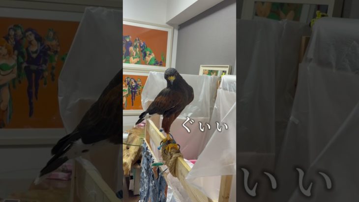 ご飯が待ち切れない鷹が可愛いすぎるwwwww #癒し #ペット #かわいい #ハリスホーク#鷹#猛禽類