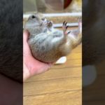 ダイエットを初めて1年……#ピー助#リチャードソンジリス #齧歯類 #ダイエット