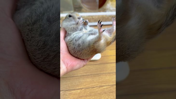 ダイエットを初めて1年……#ピー助#リチャードソンジリス #齧歯類 #ダイエット