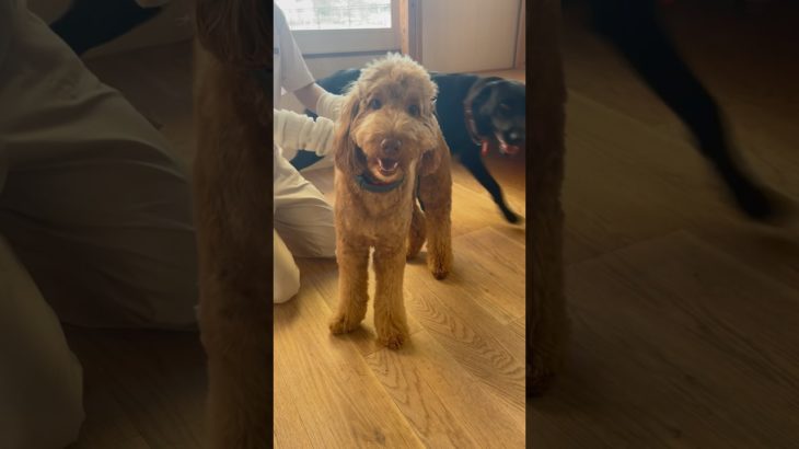 しっぽブンブン🌟 #ペットホテル#ケージフリー#静岡県袋井市 #ワンコワークス#大型犬#小型犬#中型犬#犬のいる暮らし#イヌバーシティ #20240905おうちホテル